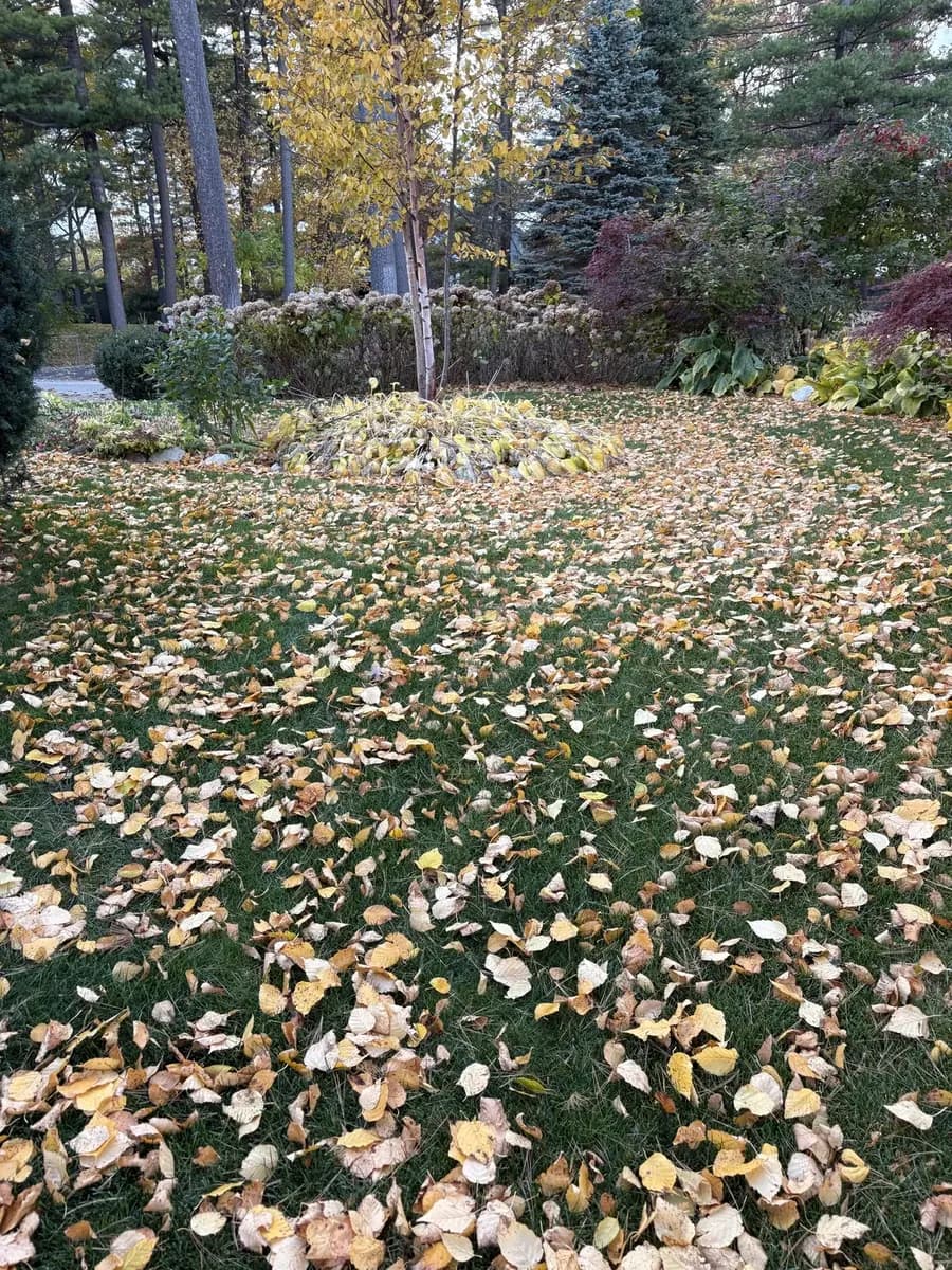 A yard covered in fall leaves before a Paint Creek Landscaping cleanup