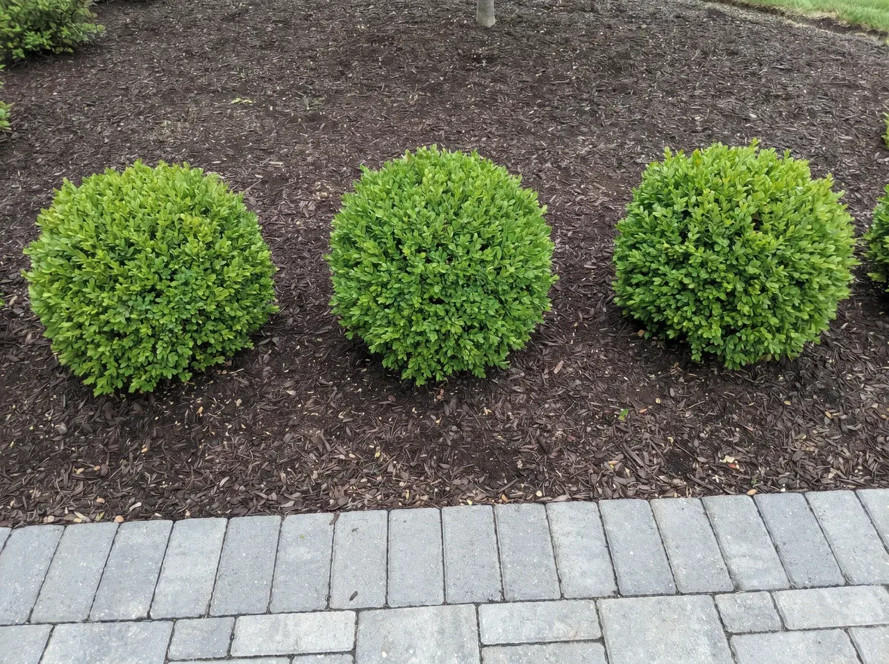 Boxwoods shaped and mulched