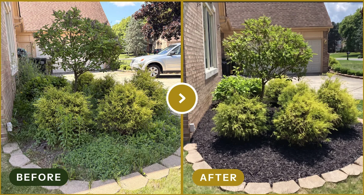 Bed Cleanup & Mulch Install in Troy, MI — before and after